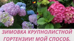 ЗИМОВКА  КРУПНОЛИСТНОЙ ГОРТЕНЗИИ В КАШПО. ПОДГОТОВКА. ОБРАБОТКА. МЕСТО ЗИМОВКИ.