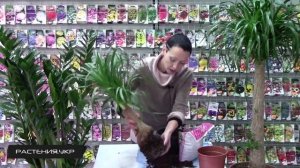 Нолина (бокарнея) или бутылочное дерево пересадка / нолина уход в домашних условиях