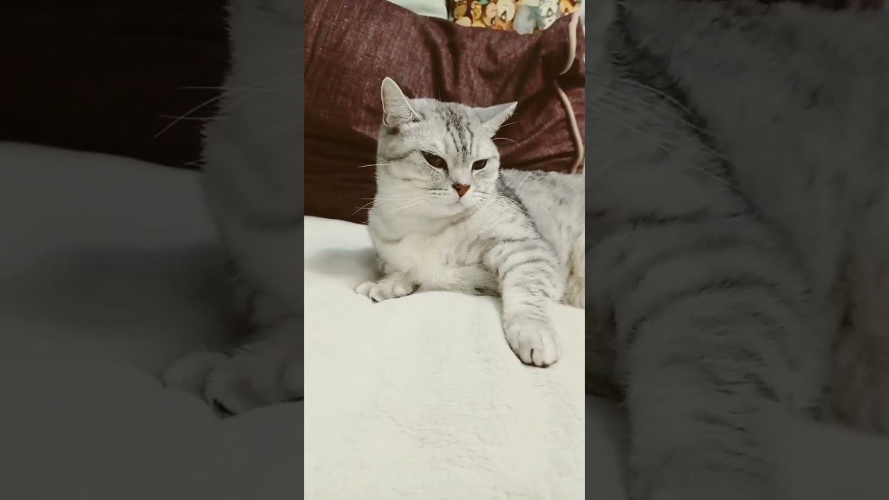 Кого ты спасешь? #shorts смотреть онлайн