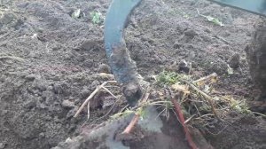 Вспашка огорода мотоблоком BRAIT BR-135GC. Обзор конного плуга