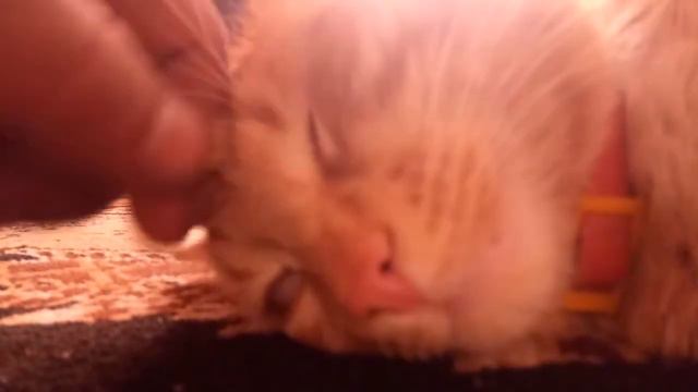 рыжый котейка спит смотреть онлайн