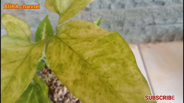 Syngonium Langka, Syngonium Podophillum Golden Variegata, Tanaman Hias Koleksi