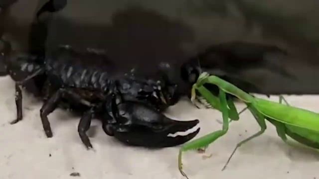 Богомол против змеи, скорпиона, игуаны! смотреть онлайн