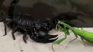 Богомол против змеи, скорпиона, игуаны!