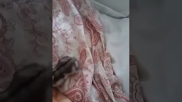 Мой джунгарский хомяк Ханна смотреть онлайн