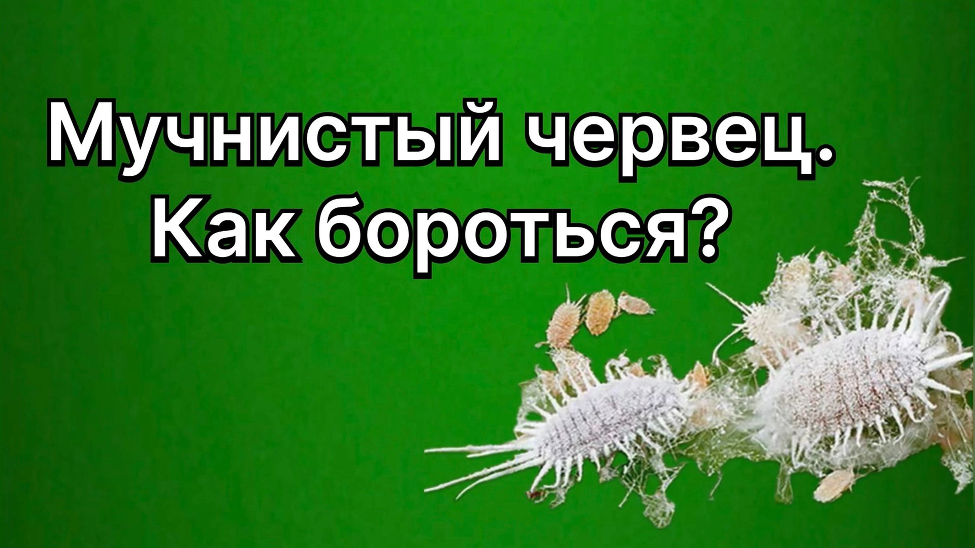 Мучнистый червец на адениумах. Как с ним бороться? 29 августа 2024 г смотреть онлайн