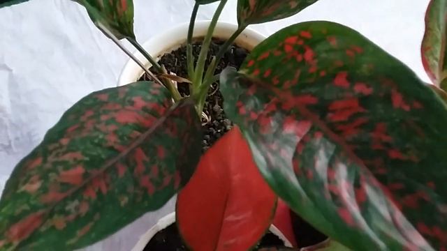 Unboxing  New Houseplants - Aglaonema Venus - Aglaonema Red Anjamani -  Aglaonema Lipstick