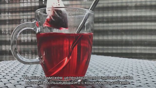 Старение кошки смотреть онлайн