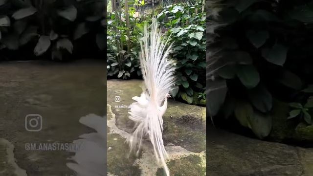 Bali Bird Park#bali #birdpark смотреть онлайн