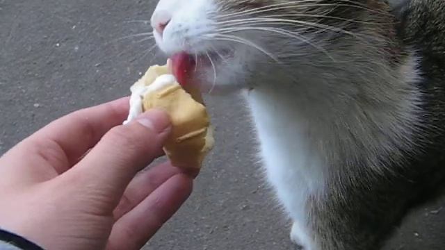 Котэ и мороженое :3 смотреть онлайн