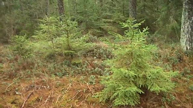 RMK предлагает забрать рождественскую ель из государственного леса смотреть онлайн