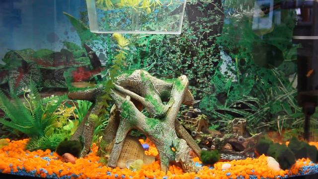 Аквариум 55 л смотреть онлайн