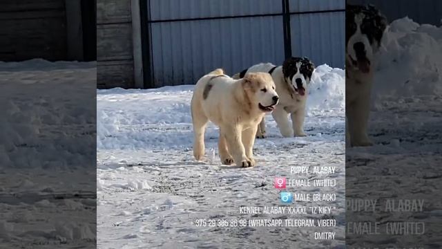 ГИГАНТСКИЕ ЩЕНКИ АЛАБАЯ !!! ИСПОЛИНЫ ПОРОДЫ !!! SOLD !!! смотреть онлайн