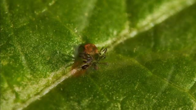 Иксодовый (таёжный) клещ