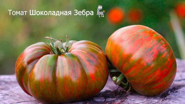 Томаты. Отзывы и впечатления о сортах Амурский тигр, Шоколадная зебра, Странная вещь девочки смотреть онлайн