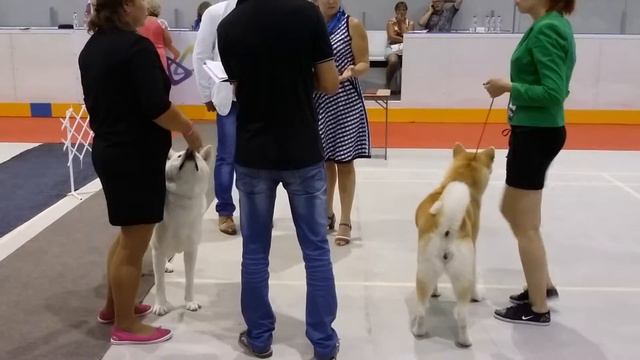 Сочи CACIB 2015 смотреть онлайн