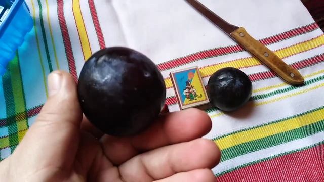 Диплоидная слива сорт поздний Анжелино(plum Angeleno). Дегустация свежих слив зимой смотреть онлайн
