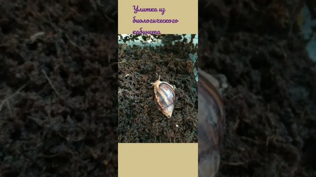 Почему мы завели именно суббулин? / Выбор нового питомца, все наши варианты смотреть онлайн