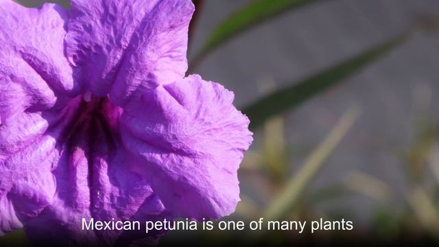 Resentment, Anger, Reconciliation--Mexican petunia смотреть онлайн