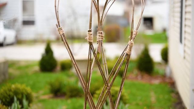 SPRING GARDEN UPDATES 🌿🌈 Winter Sowing, Elephant Ear and NEW Hydrangea смотреть онлайн