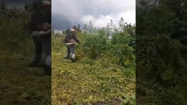 Покос травы. смотреть онлайн