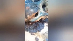 Меняем крестовины ПВМ на Т-40АМ и ремонт по мелочам