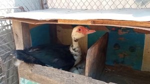 Утка вывела утят и страдает... Как ведёт себя утка, если забрать утят