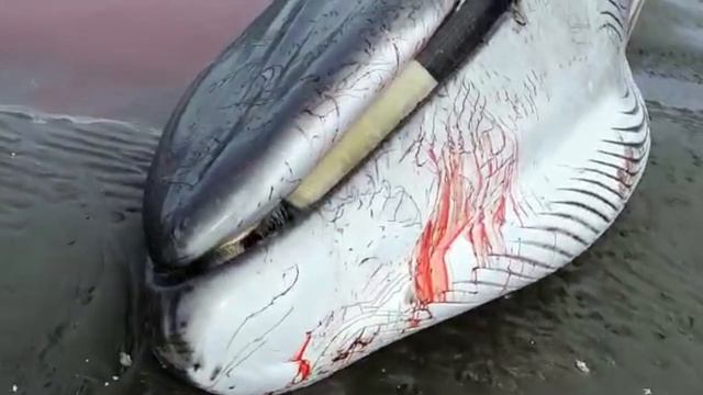 Выброшенный кит на берег (лиман в районе Усть-Хайрюзова Камчатский край) смотреть онлайн