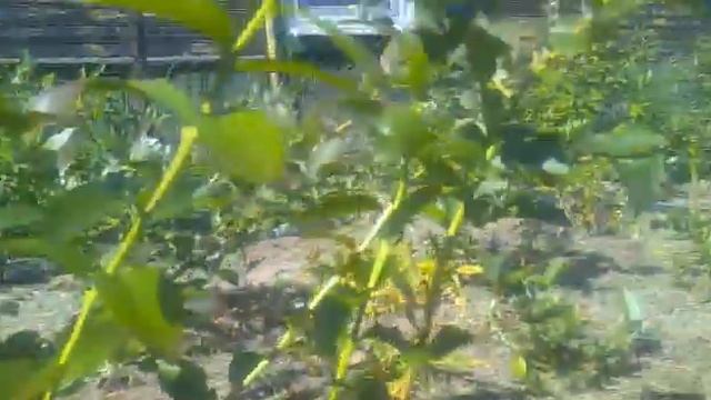 голубика,что выросло из семян голубики посадки 2018г.