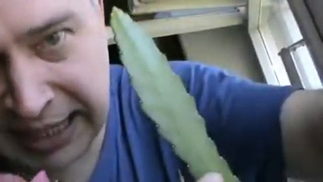 Цветёт розовый кактус в доме на окне смотреть онлайн