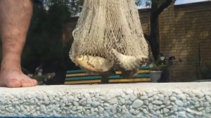 Принцип работы кастинговой сети под водой. Подводные Съемки.