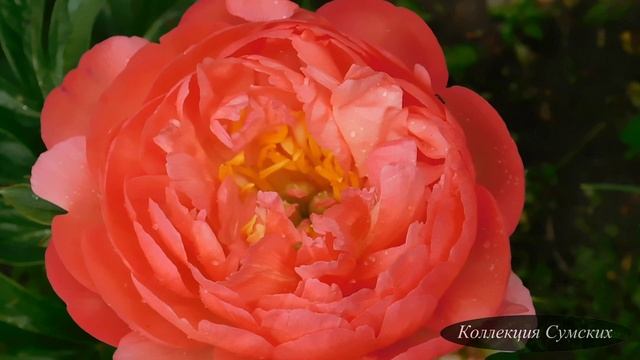 Пион Coral Charm (Корал Чарм) смотреть онлайн