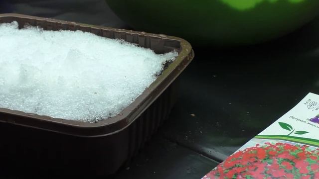 Посадка рассады петунии