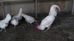 Петух мотает головой(?)