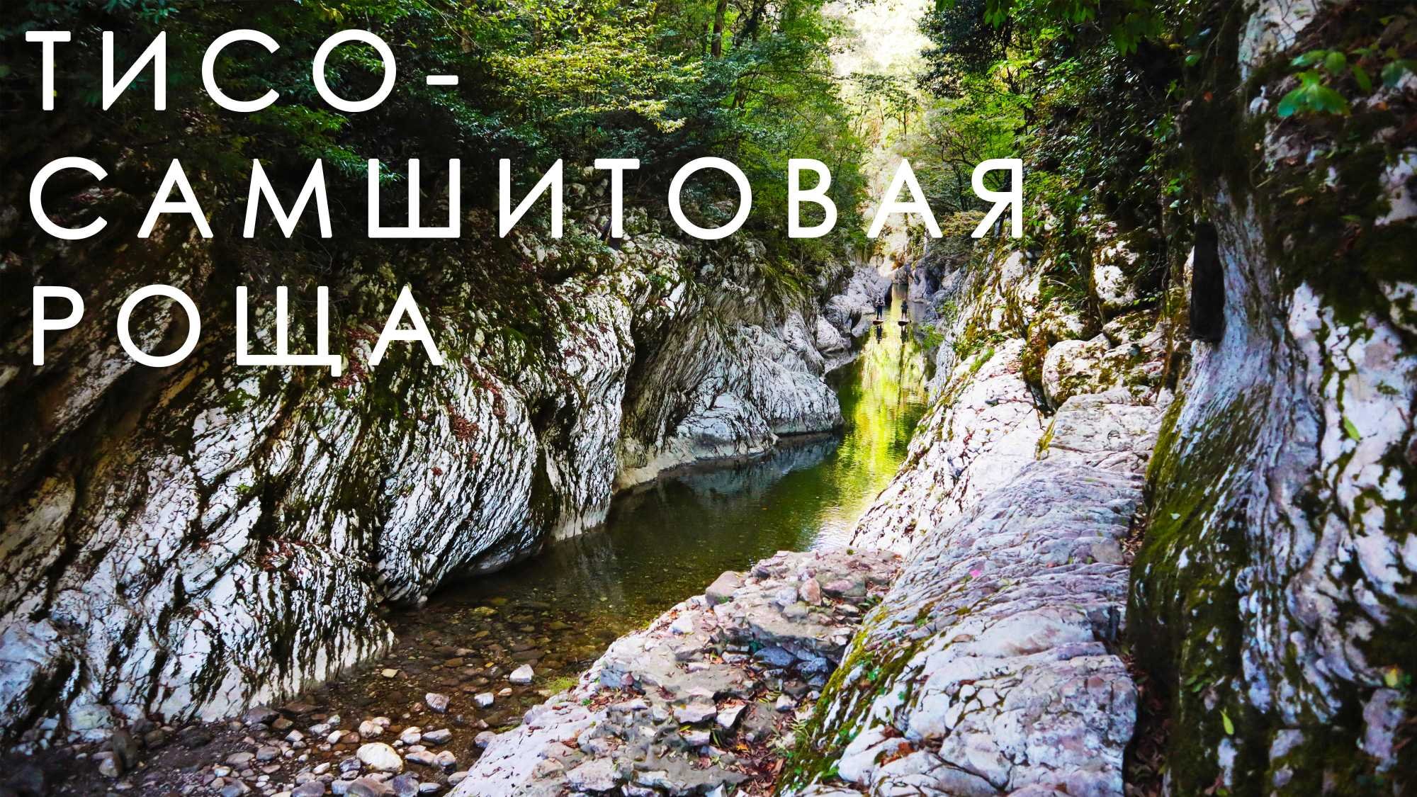 Сочи. Тисо-самшитовая роща смотреть онлайн