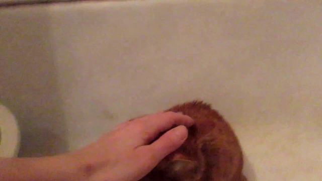 12.11.2020 Котовские Сантехнические работы / Зверье в ванной / смотреть онлайн