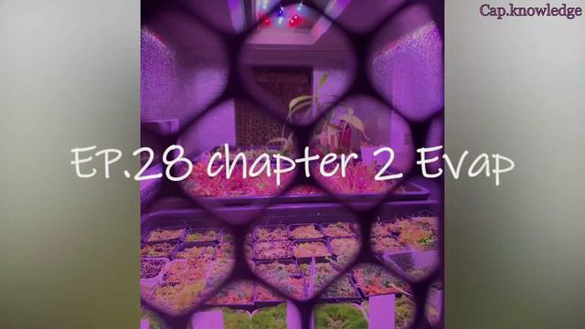 open intro the movies2 (*Teaser ตัวอย่าง*) Alocasia & Colocasia TC. plants смотреть онлайн