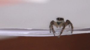 Паук-скакун прыгает на камеру