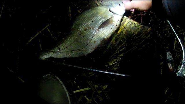 ловим крупного леща на фидер, убийца карася VS флэт, наловил леща смотреть онлайн