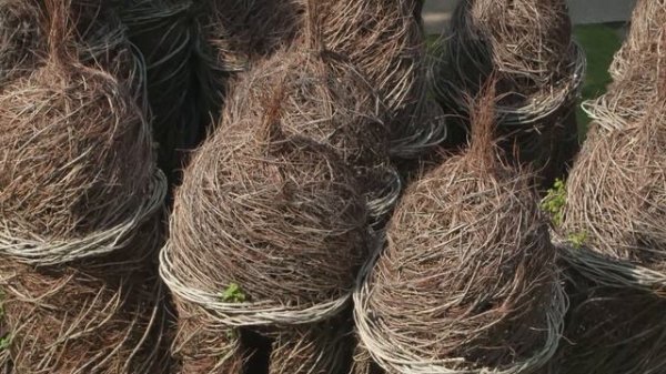 Seva Life Выпуск №5