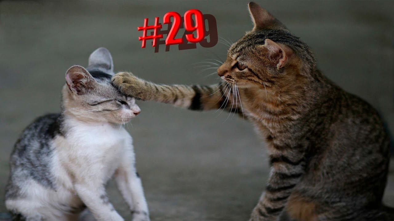 862 секунды Смеха ?? Смешных моментов | Милые котики Приколы с котами ?? Смешные коты #29 смотреть онлайн