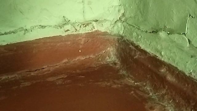 у нас дома зелёный паук смотреть онлайн