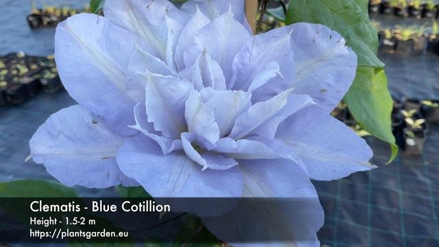 Clematis - Blue Cotillion 4K смотреть онлайн