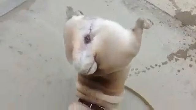 Собака захотела пипи смотреть онлайн