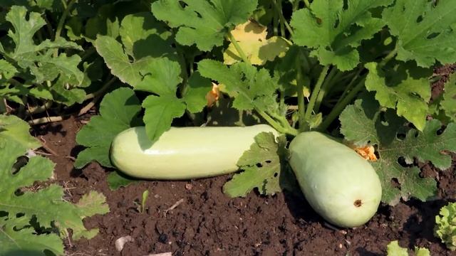 Правильная посадка кабачков смотреть онлайн