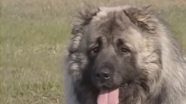 Caucasian Ovcharka vs Wolf - Difference and Comparison смотреть онлайн