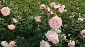 Розы в Подмосковье. Удивительные красавицы второгодки.