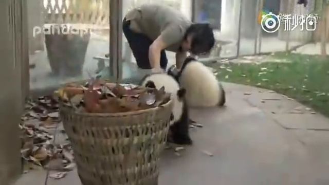 Watch: Giant pandas create trouble as staff cleans their house смотреть онлайн