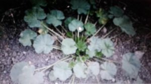 Просвирник:полезные свойства и применение,рецепты.