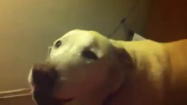 Did you Pee on the carpet? смотреть онлайн